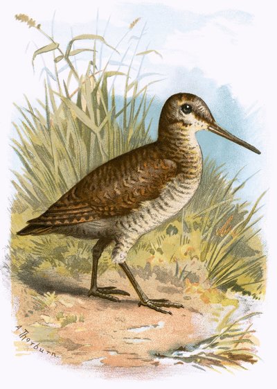 Woodcock by English School